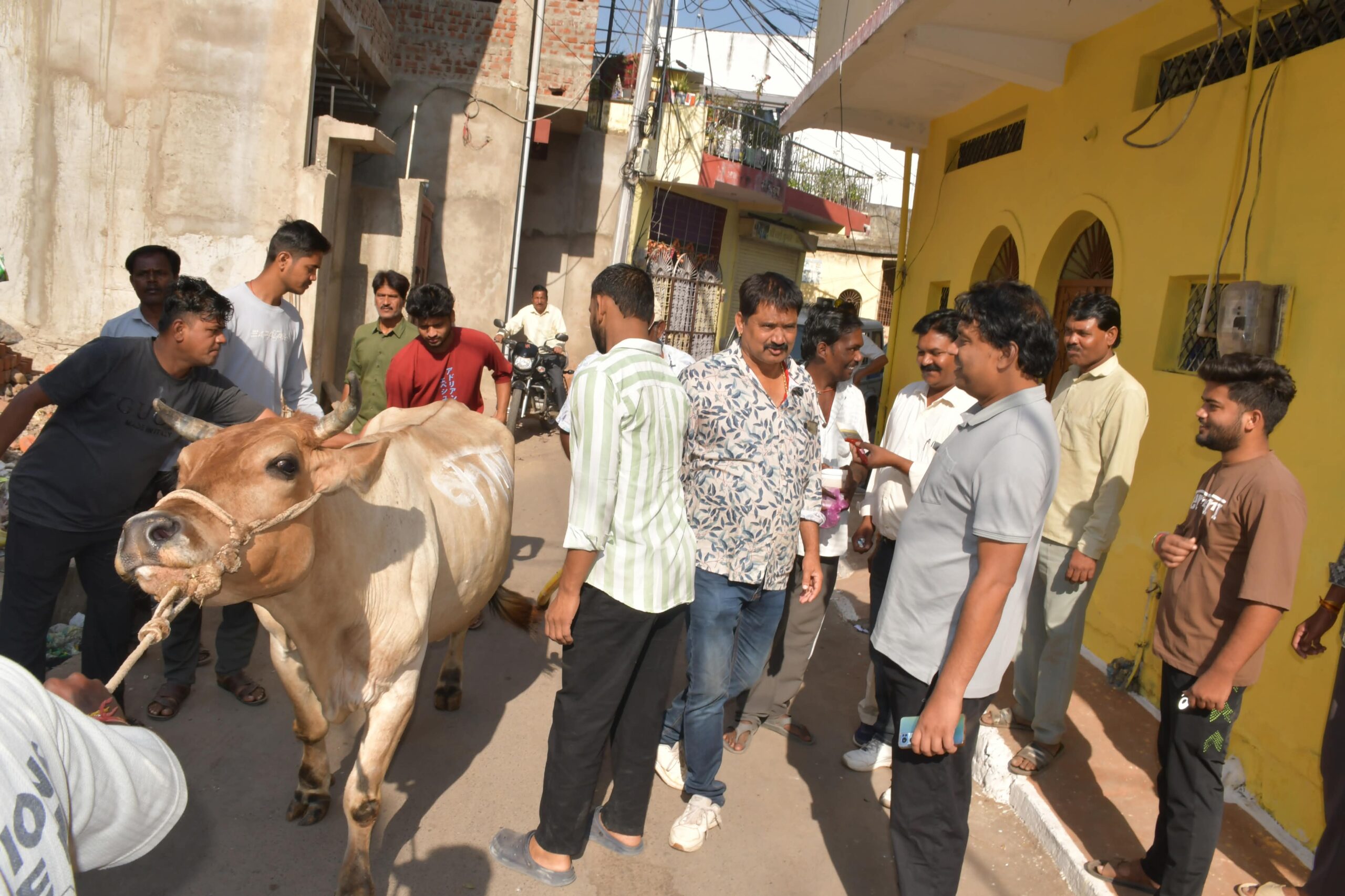 डेयरी विस्थापन पर नगर निगम की कार्रवाई, सूबेदार वार्ड की 5 डेयरियों के पशु हफसिली भेजे